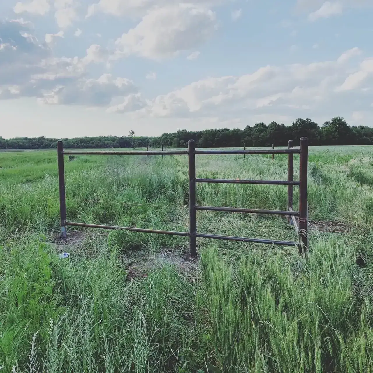 Barbed wire fence with steel posts across an Oklahoma property line